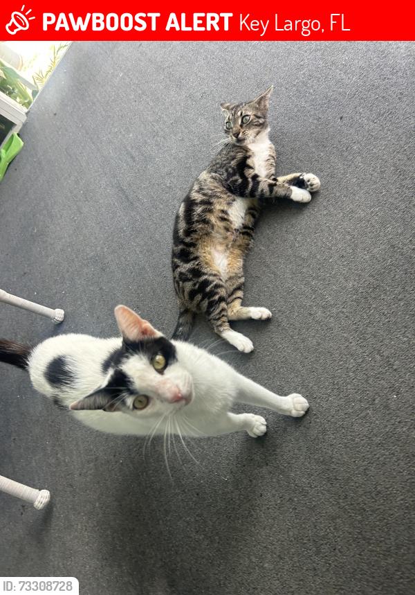 Lost Male Cat last seen Near Gordon circle, Key Largo, FL 33037
