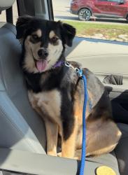 Reunited Male Dog last seen N Indian Creek Pkwy and N Regent Rd, Fox Point, WI 53217