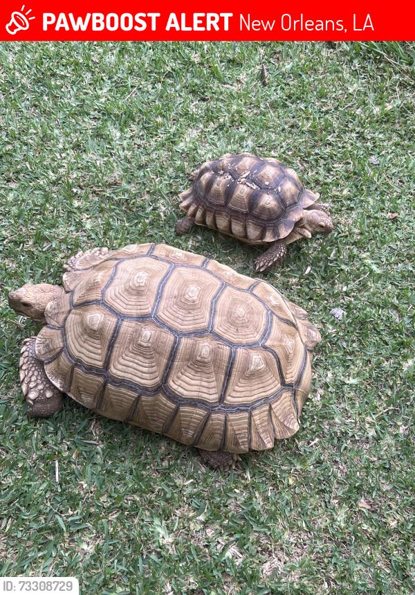 Lost Male Reptile last seen Uptown, New Orleans, LA 70115