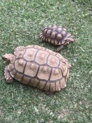 Lost Male Reptile last seen Uptown, New Orleans, LA 70115