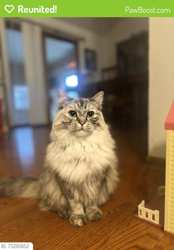 Reunited Female Cat last seen Wildrose drive, Belvidere, IL 61008