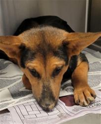 Shelter Stray Male Dog last seen , 5210 W Ave I, Lancaster, CA 93536, USA