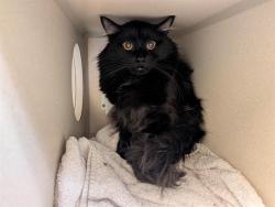 Shelter Stray Male Cat last seen Near BLOCK DOWNING ST DENVER CO 80216, 1241 W Bayaud Ave, Denver, CO 80223, USA