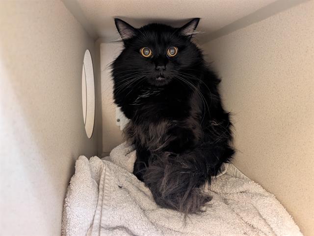 Shelter Stray Male Cat last seen Near BLOCK DOWNING ST DENVER CO 80216, 1241 W Bayaud Ave, Denver, CO 80223, USA