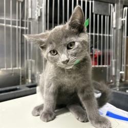Shelter Stray Male Cat last seen , 600 Aviation Dr, Camarillo, CA 93010, USA