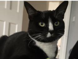 Reunited Female Cat last seen Monkwick, Essex, England CO2 8LS