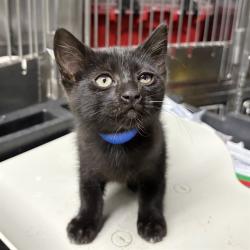 Shelter Stray Female Cat last seen , 600 Aviation Dr, Camarillo, CA 93010, USA