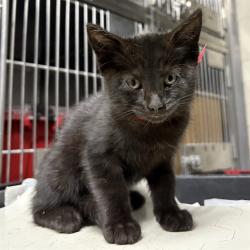 Shelter Stray Female Cat last seen , 600 Aviation Dr, Camarillo, CA 93010, USA