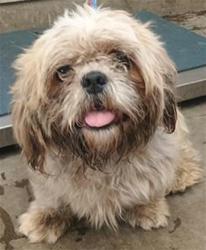 Shelter Stray Male Dog last seen , 600 Aviation Dr, Camarillo, CA 93010, USA