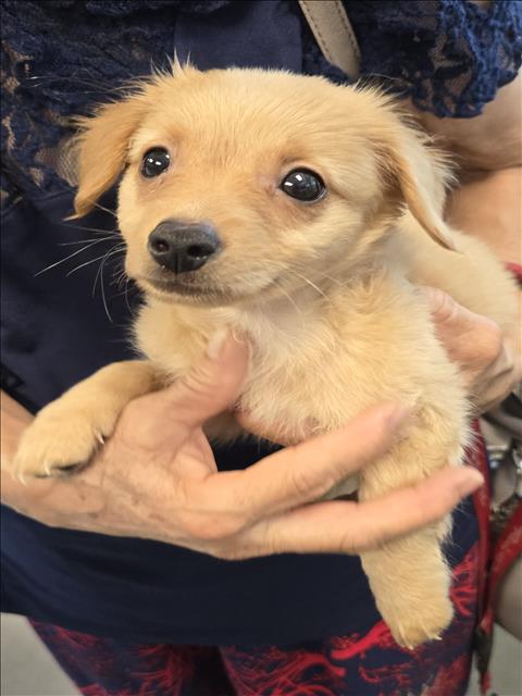 Shelter Stray Male Dog last seen , West Valley Animal Shelter, 20655 Plummer St, Chatsworth, CA 91311, USA