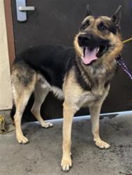 Shelter Stray Male Dog last seen , 600 Aviation Dr, Camarillo, CA 93010, USA