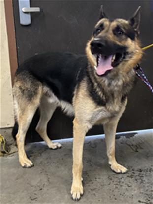 Shelter Stray Male Dog last seen , 600 Aviation Dr, Camarillo, CA 93010, USA
