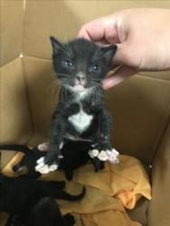 Shelter Stray Male Cat last seen , West Valley Animal Shelter, 20655 Plummer St, Chatsworth, CA 91311, USA