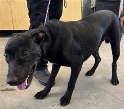 Shelter Stray Male Dog last seen , 600 Aviation Dr, Camarillo, CA 93010, USA