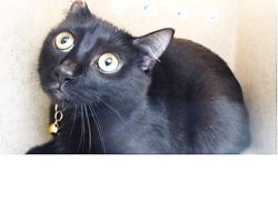 Shelter Stray Female Cat last seen , 11258 Garfield Ave, Downey, CA 90242, USA