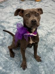 Shelter Stray Female Dog last seen Near BLOCK DEXTER AVE, DETROIT, MI 48238, 7401 Chrysler Dr, Detroit, MI 48211, USA
