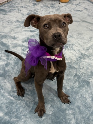 Shelter Stray Female Dog last seen Near BLOCK DEXTER AVE, DETROIT, MI 48238, 7401 Chrysler Dr, Detroit, MI 48211, USA