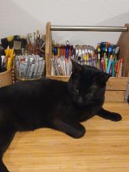 Found/Stray Male Cat last seen Grout Elementary School, Portland, OR 97202