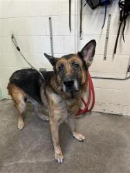 Shelter Stray Male Dog last seen FAIR OAKS BLVD & HOWE AVE, 2127 Front St, Sacramento, CA 95818, USA