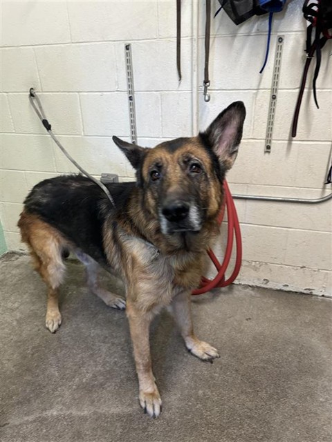 Shelter Stray Male Dog last seen FAIR OAKS BLVD & HOWE AVE, 2127 Front St, Sacramento, CA 95818, USA