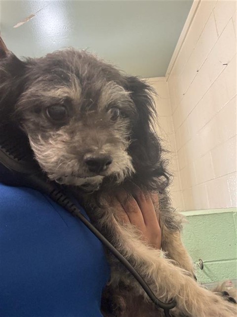 Shelter Stray Male Dog last seen FAIR OAKS BLVD & HOWE AVE, 2127 Front St, Sacramento, CA 95818, USA
