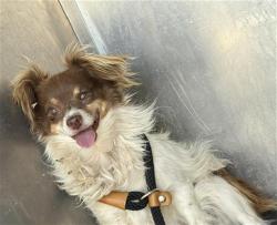 Shelter Stray Male Dog last seen Near BLOCK S VESPA DR, WEST VALLEY CITY UT 84119, 4522 W 3500 S, West Valley City, UT 84120, USA