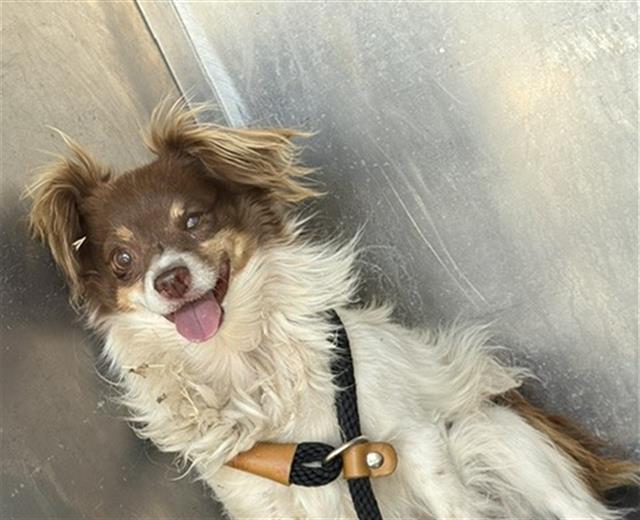 Shelter Stray Male Dog last seen Near BLOCK S VESPA DR, WEST VALLEY CITY UT 84119, 4522 W 3500 S, West Valley City, UT 84120, USA