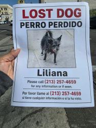 Reunited Female Dog last seen Near S Westlake Avenue, Los Angeles, Los Angeles, CA 90057