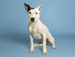 Shelter Stray Female Dog last seen GILA RIVER RESERVATION, 5501 E Van Buren St, Phoenix, AZ 85008, USA