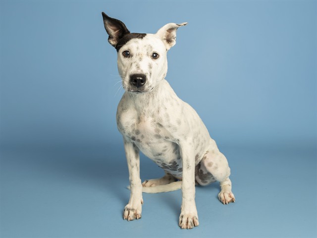 Shelter Stray Female Dog last seen GILA RIVER RESERVATION, 5501 E Van Buren St, Phoenix, AZ 85008, USA