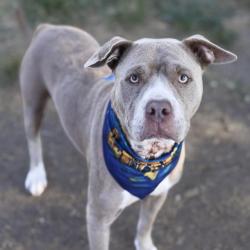 Shelter Stray Female Dog last seen JEAN WALK AND ANGELICA WALK, 4710 TX-151, San Antonio, TX 78227, USA
