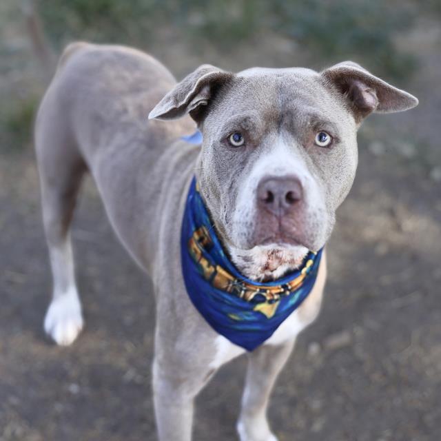 Shelter Stray Female Dog last seen JEAN WALK AND ANGELICA WALK, 4710 TX-151, San Antonio, TX 78227, USA
