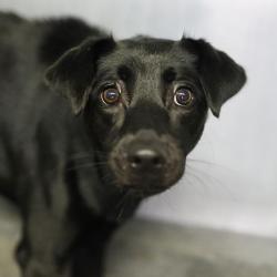 Shelter Stray Female Dog last seen IH 10 WEST, 4710 TX-151, San Antonio, TX 78227, USA