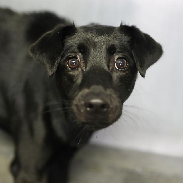 Shelter Stray Female Dog last seen IH 10 WEST, 4710 TX-151, San Antonio, TX 78227, USA