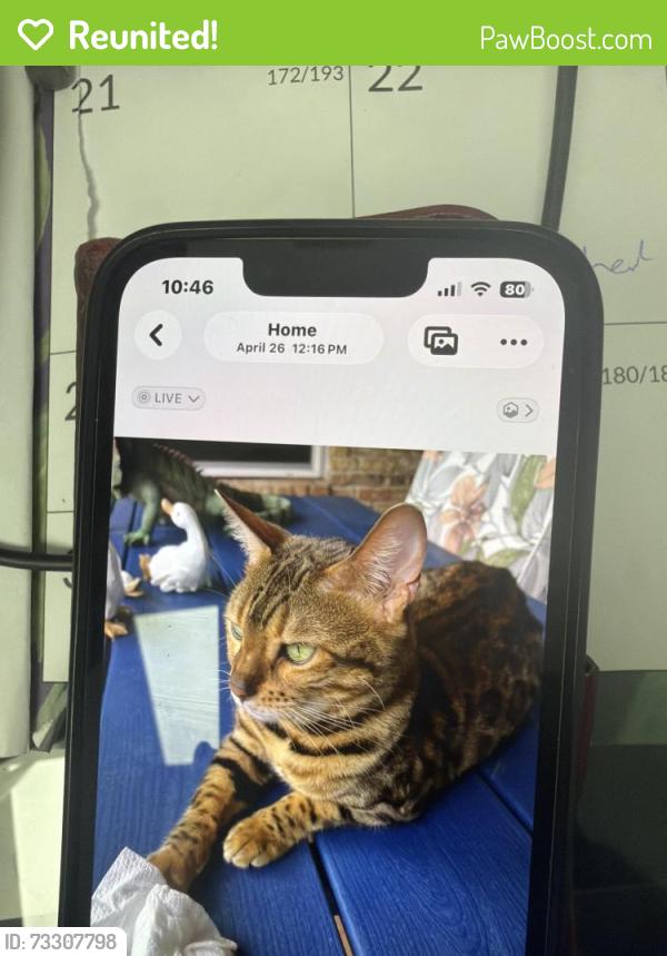 Reunited Female Cat last seen Near Lymbar Dr, Houston, TX 77096, USA, Houston, TX 77096
