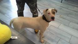 Shelter Stray Female Dog last seen HUNTERSVILLE, 8315 Byrum Dr, Charlotte, NC 28217, USA