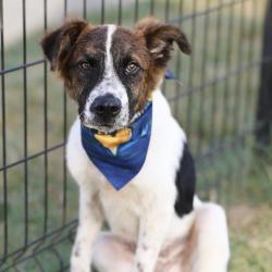 Shelter Stray Male Dog last seen PALM BAY, 4710 TX-151, San Antonio, TX 78227, USA