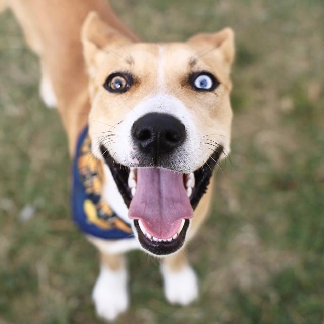Shelter Stray Female Dog last seen Near BLOCK BLANCO RD, 4710 TX-151, San Antonio, TX 78227, USA