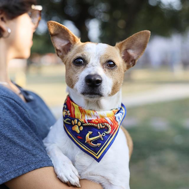 Shelter Stray Male Dog last seen Near BLOCK E TRAVIS ST, 4710 TX-151, San Antonio, TX 78227, USA