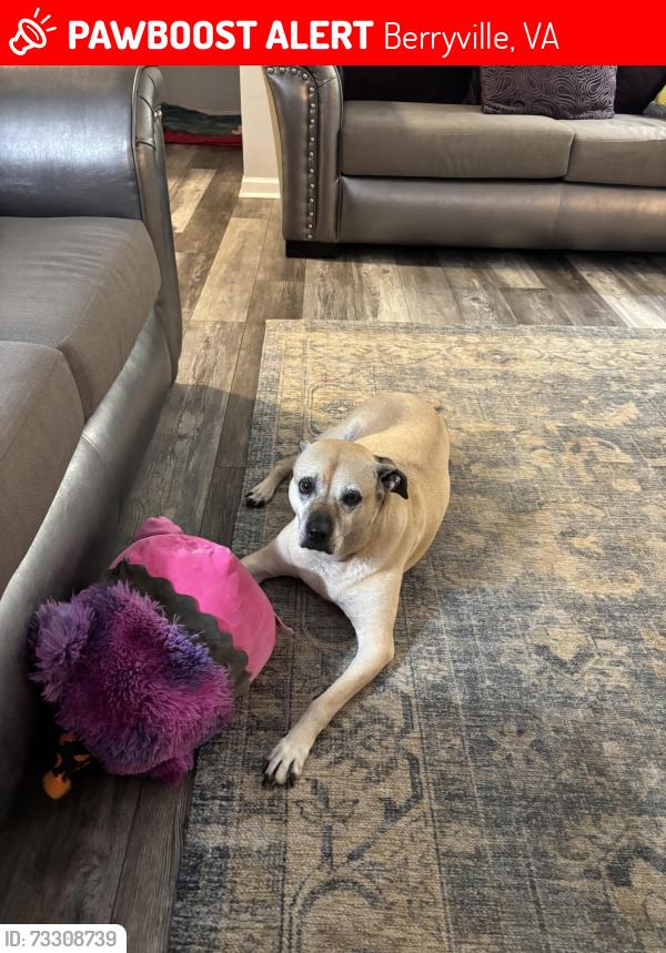 Lost Female Dog last seen Near Lord Fairfax Hwy, Berryville, VA 22611