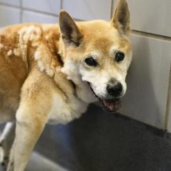 Shelter Stray Male Dog last seen POTRANCO AND TALLY, 4710 TX-151, San Antonio, TX 78227, USA