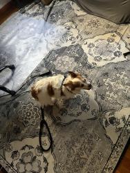 Reunited Unknown Dog last seen Nilden Avenue, Pittsburgh, PA 15234