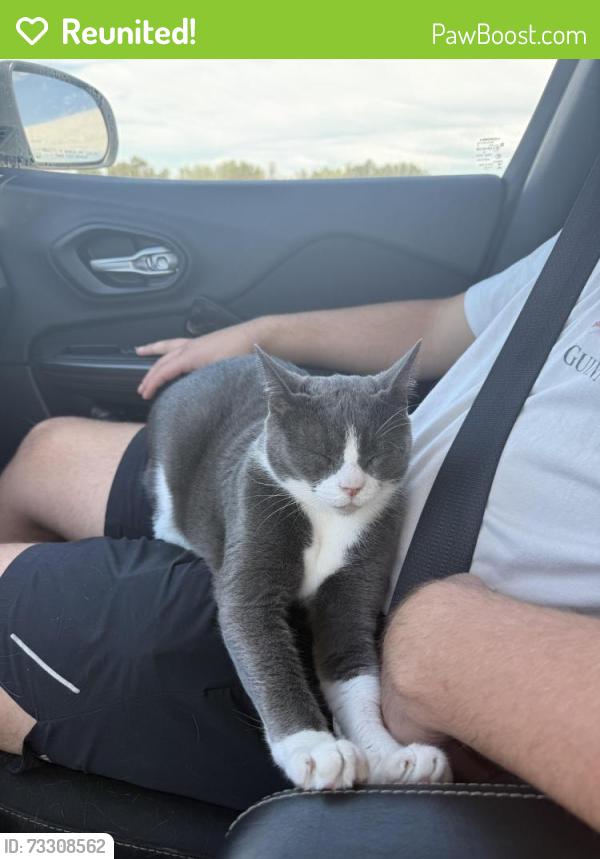 Reunited Male Cat last seen Nth 23rd pl and 5th way, Ridgefield, WA 98642