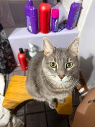 Lost Male Cat last seen Autumn Woods apmts, Jackson, MI 49203