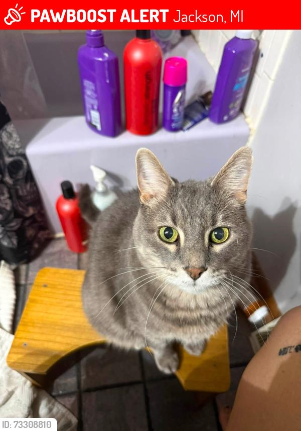 Lost Male Cat last seen Autumn Woods apmts, Jackson, MI 49203