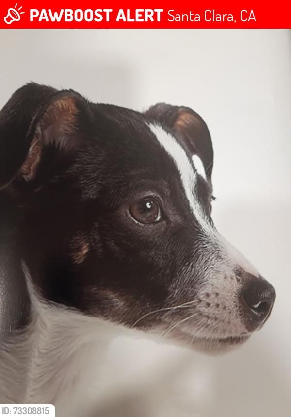 Lost Male Dog last seen Lawrence, Santa Clara, CA 95050