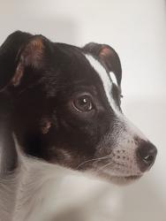 Lost Male Dog last seen Lawrence, Santa Clara, CA 95050