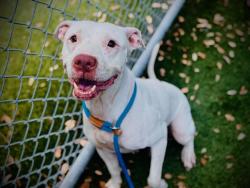 Shelter Stray Female Dog last seen , 2769 Conroy Rd, Orlando, FL 32839, USA