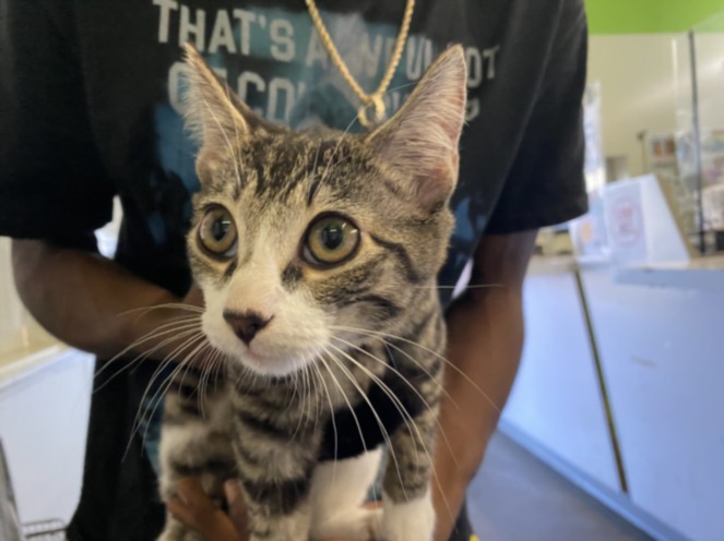 Shelter Stray Male Cat last seen , 1850 W 60th St, Los Angeles, CA 90047, USA
