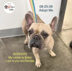 Shelter Stray Female Dog last seen , 1850 W 60th St, Los Angeles, CA 90047, USA